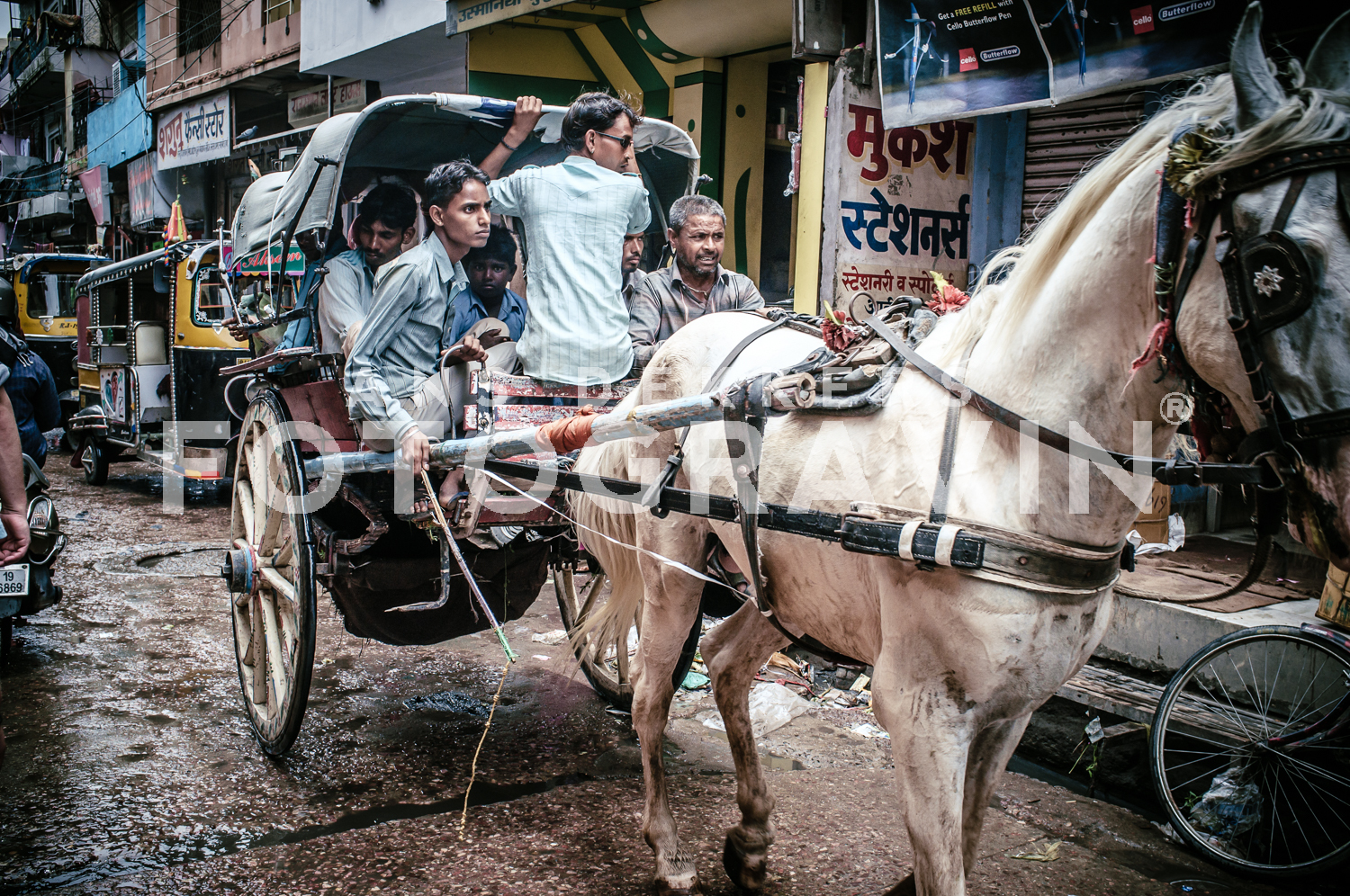 White horse [Jodhpur]