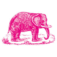 roze-olifant